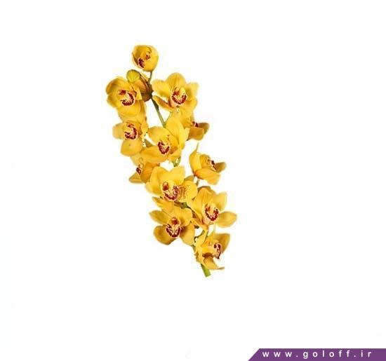 فروش آنلاین گل ارکیده سیمبیدیوم ریسنت هات - Cymbidium Orchid | گل آف